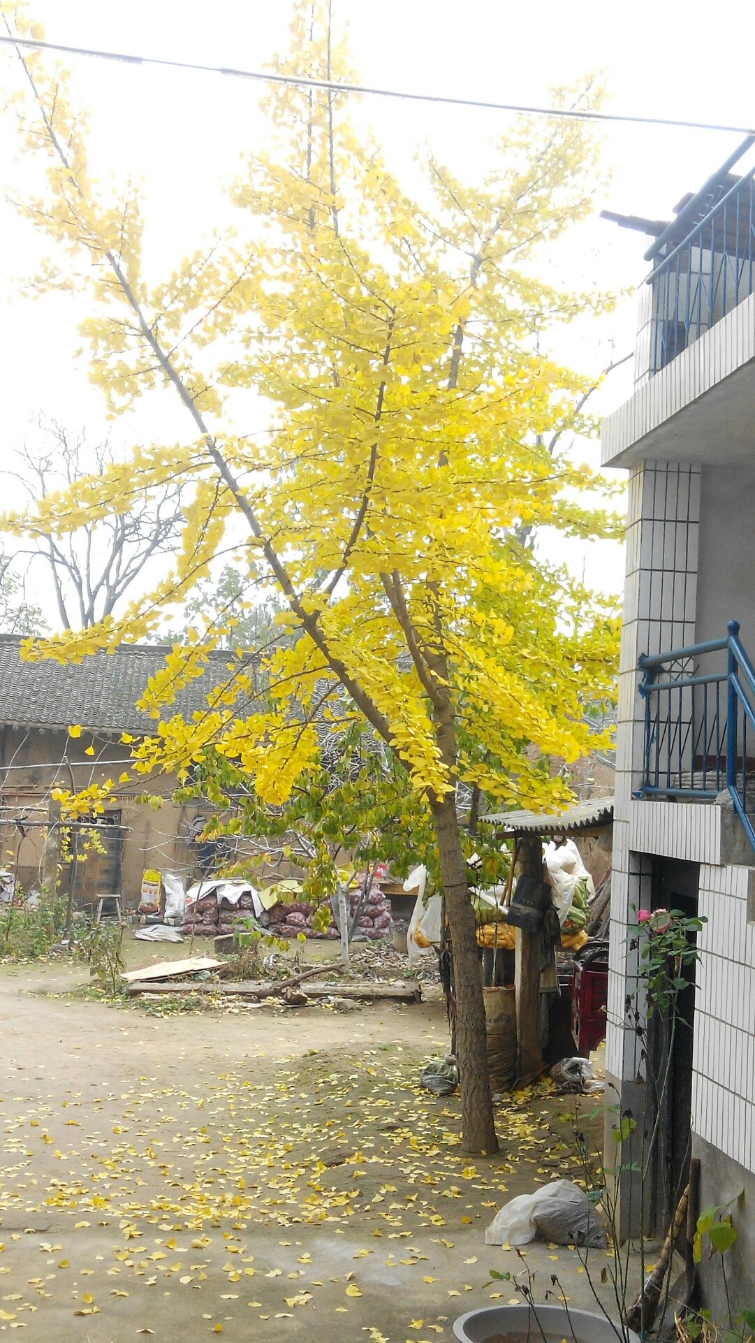 焦村镇最新天气预报通知