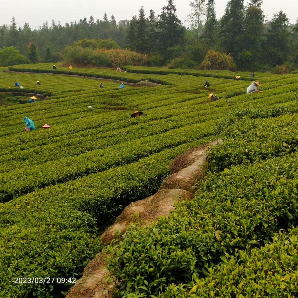 邵阳市茶铺茶场最新招聘启事概览